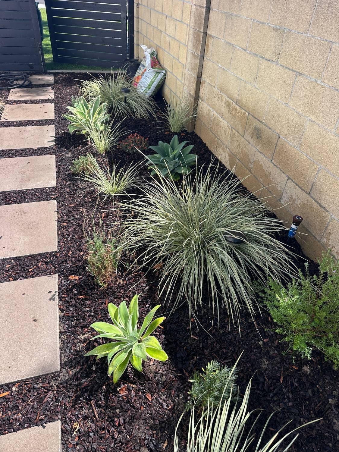 Corner planting bed with ornamental grasses, agave, and mulch along a block wall and gate