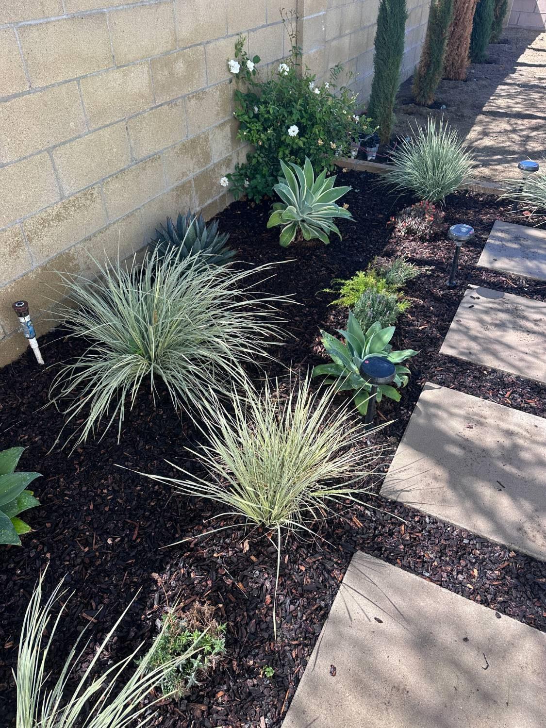 Drought-tolerant landscaping bed with agave, ornamental grasses, and flowering shrubs along a block wall